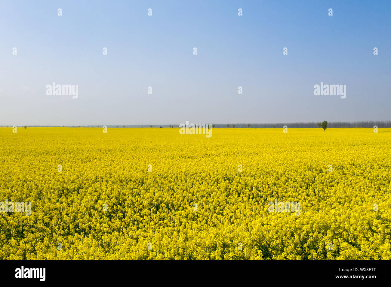Raps Blüte Feld im sonnigen Frühling Stockfoto