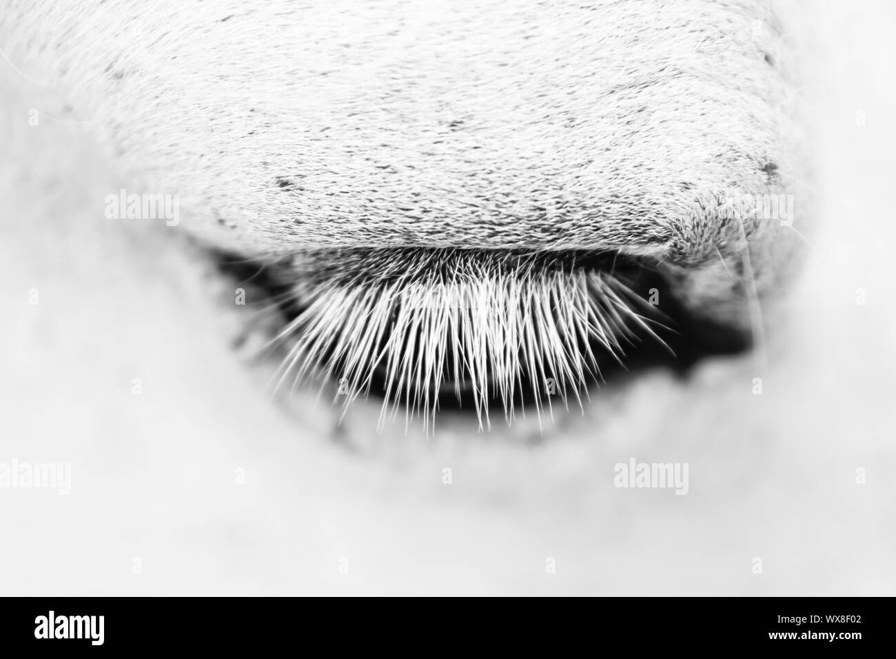 Makro Detail von einem weißen Pferd" Auge. Stockfoto