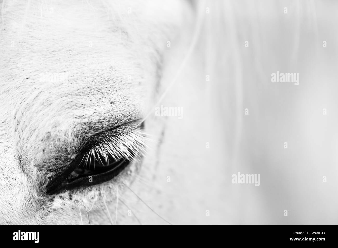 Makro Detail von einem weißen Pferd" Auge. Stockfoto