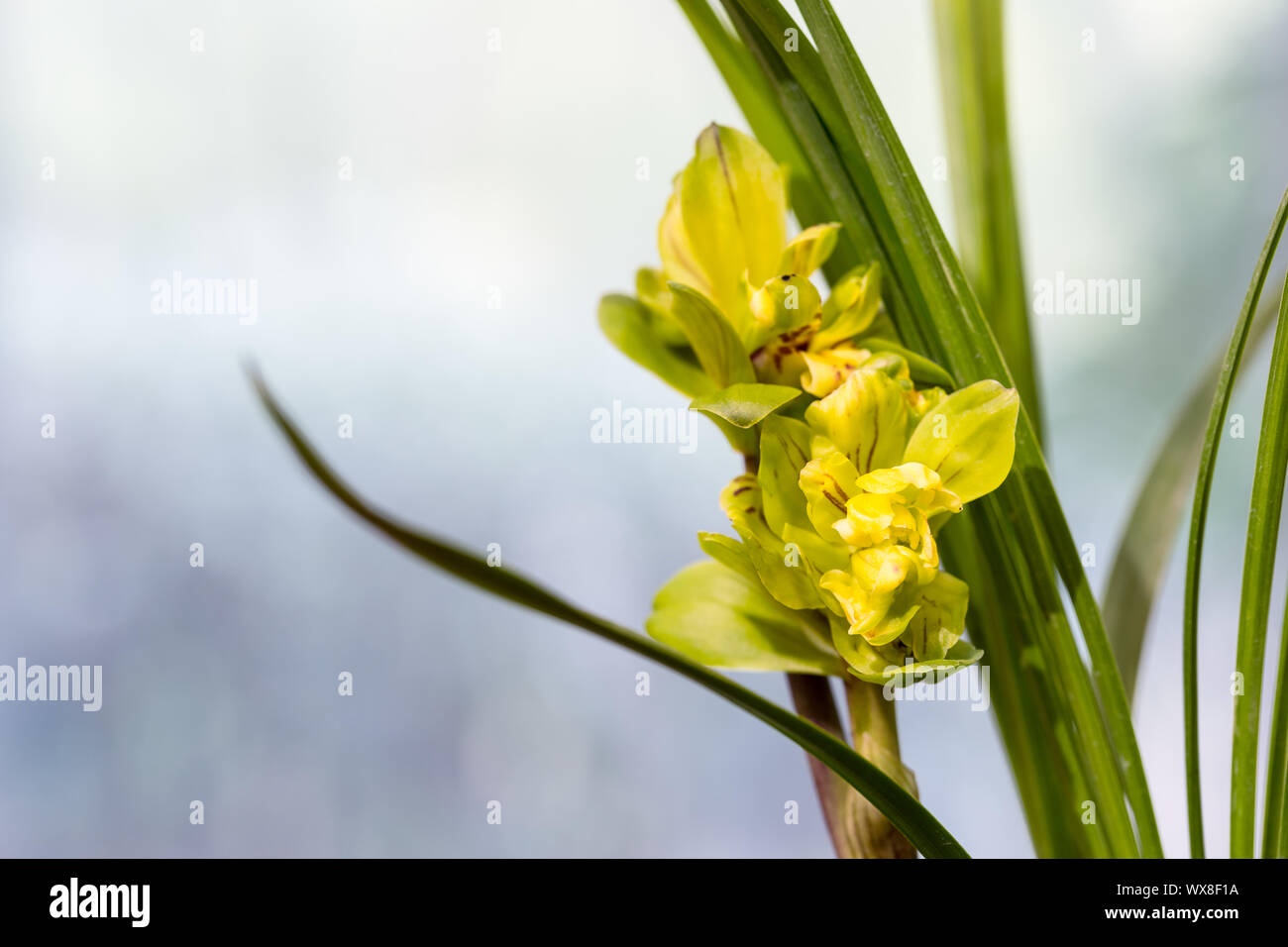 Orchideen closeup im Frühjahr Stockfoto