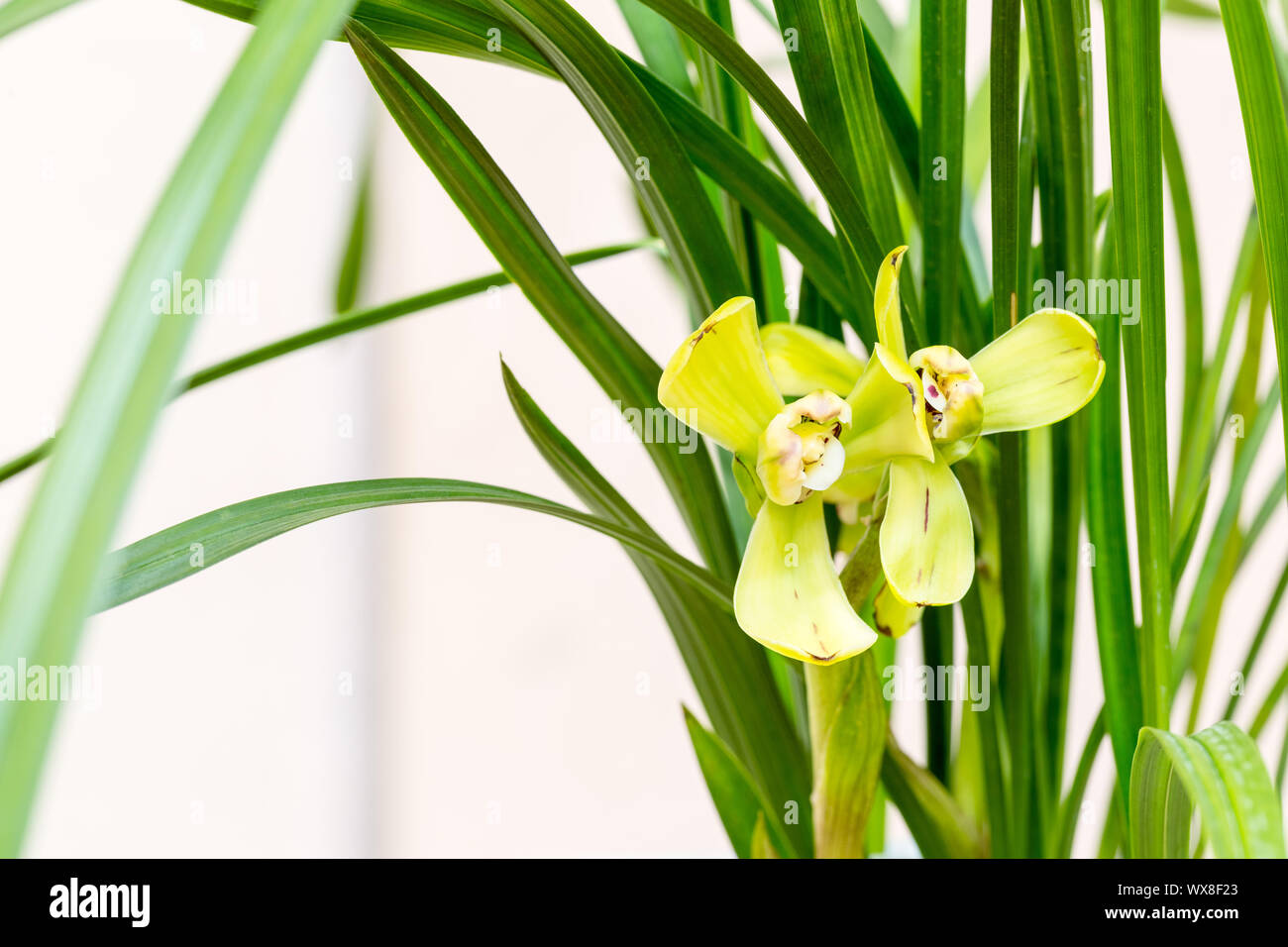 Orchideen closeup Stockfoto