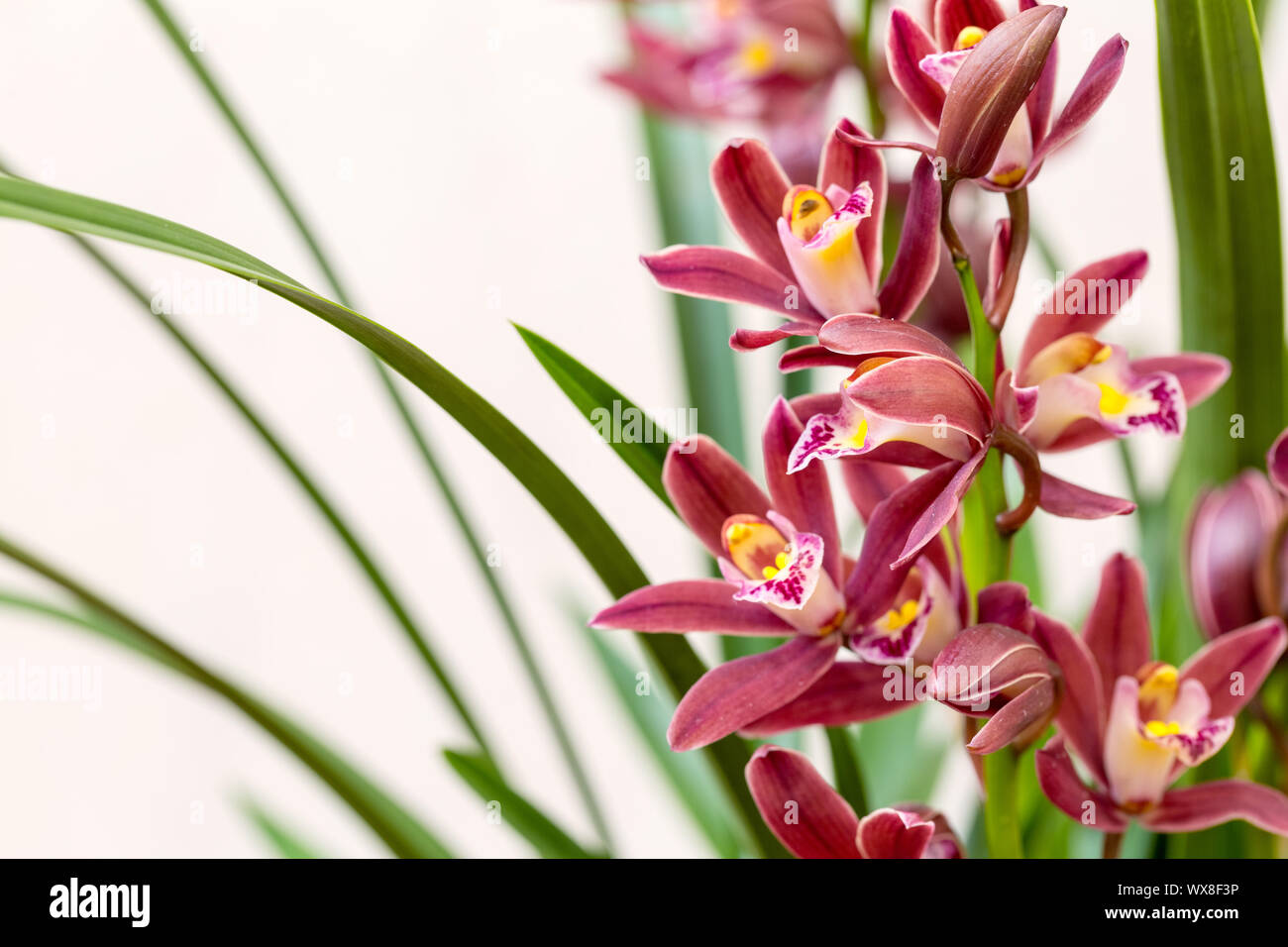Orchideen closeup im Frühjahr Stockfoto