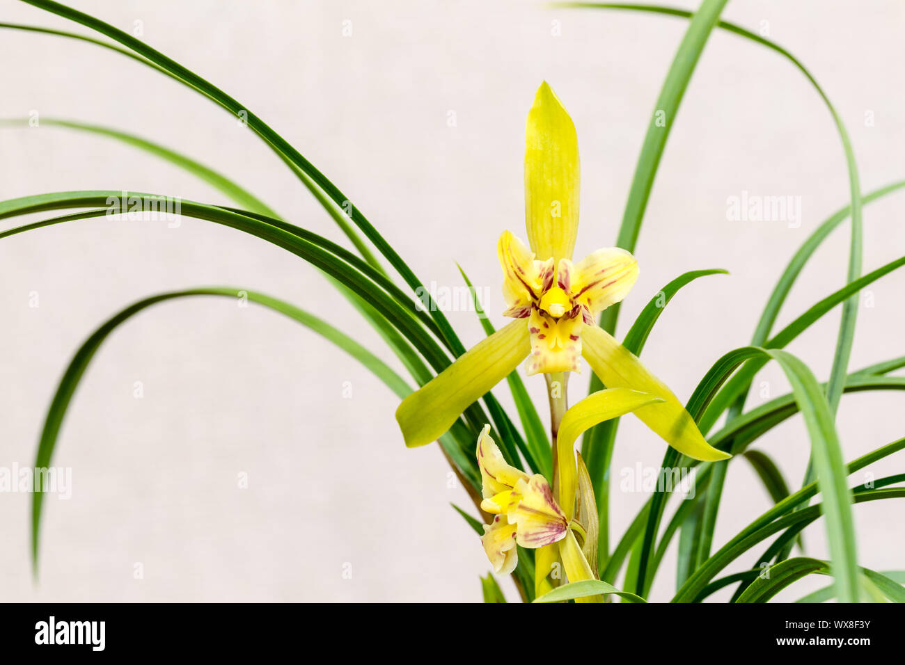 Orchideen closeup im Frühjahr Stockfoto