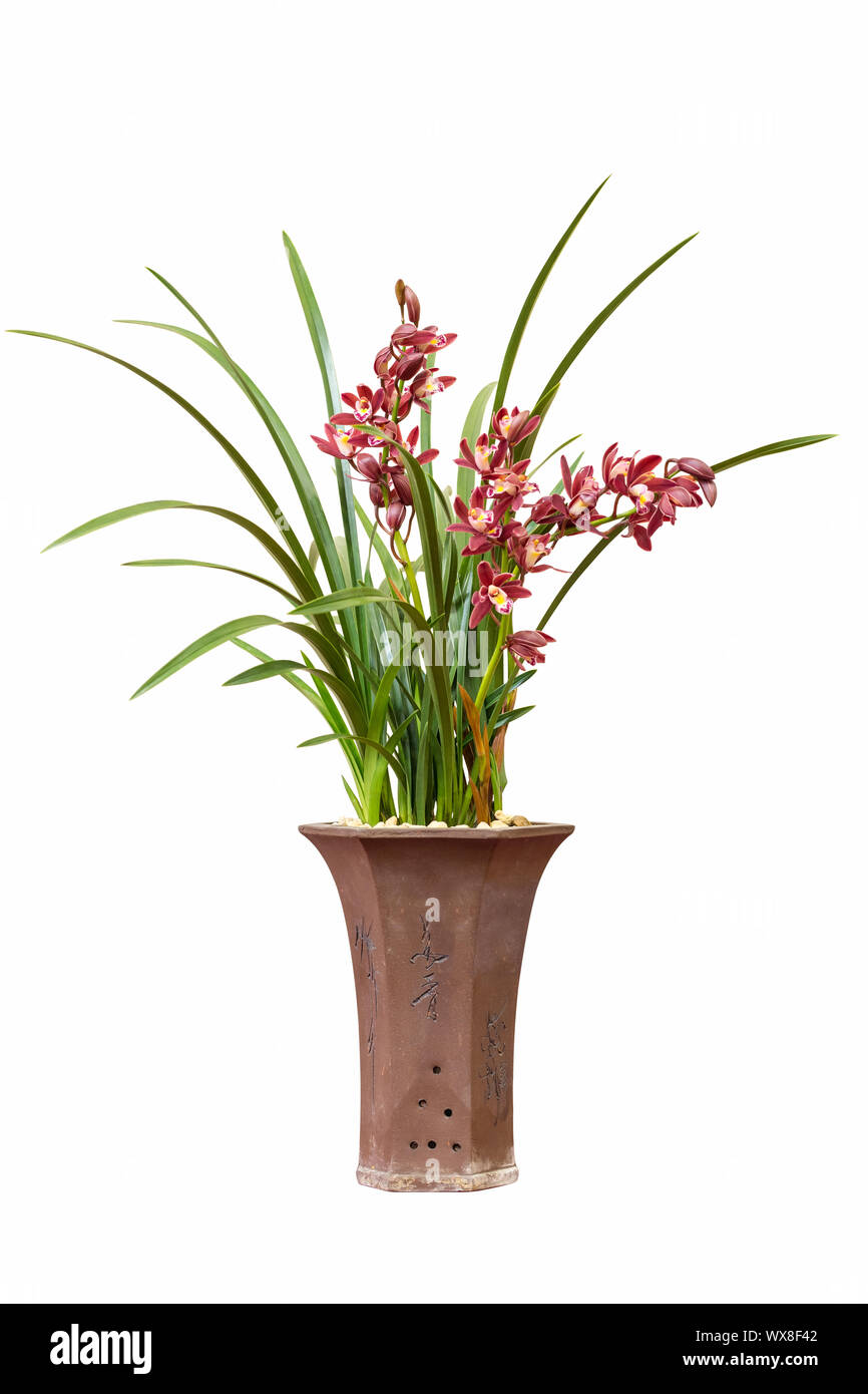 Wunderschöne Orchideen bonsai isoliert Stockfoto