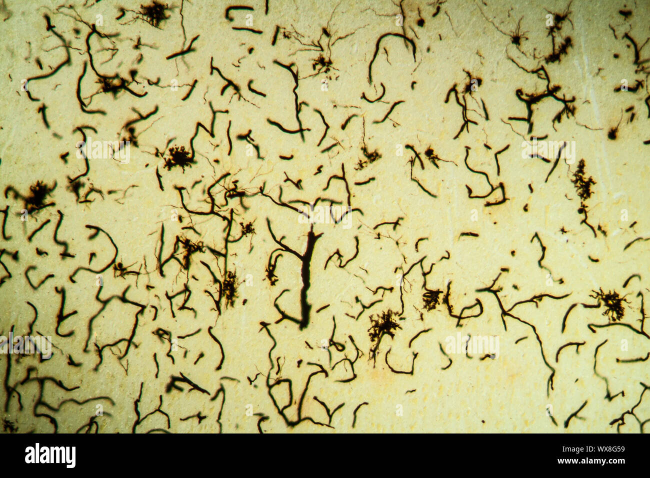 Cat cerebelläre Gewebe unter dem Mikroskop 100x Stockfoto