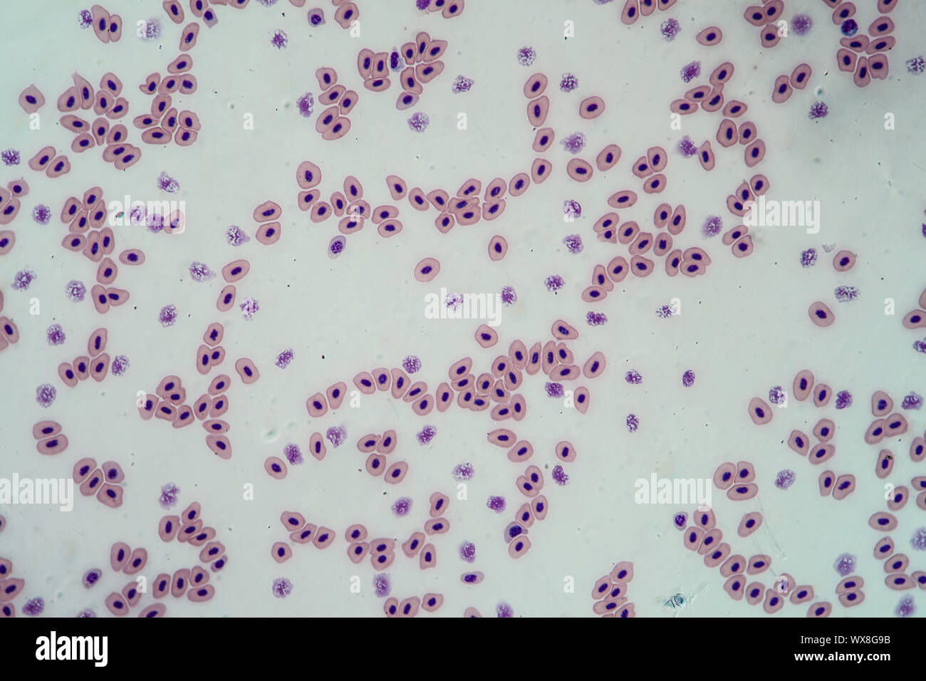 Frosch Blut Zellen mit Zellkernen 200x Stockfoto