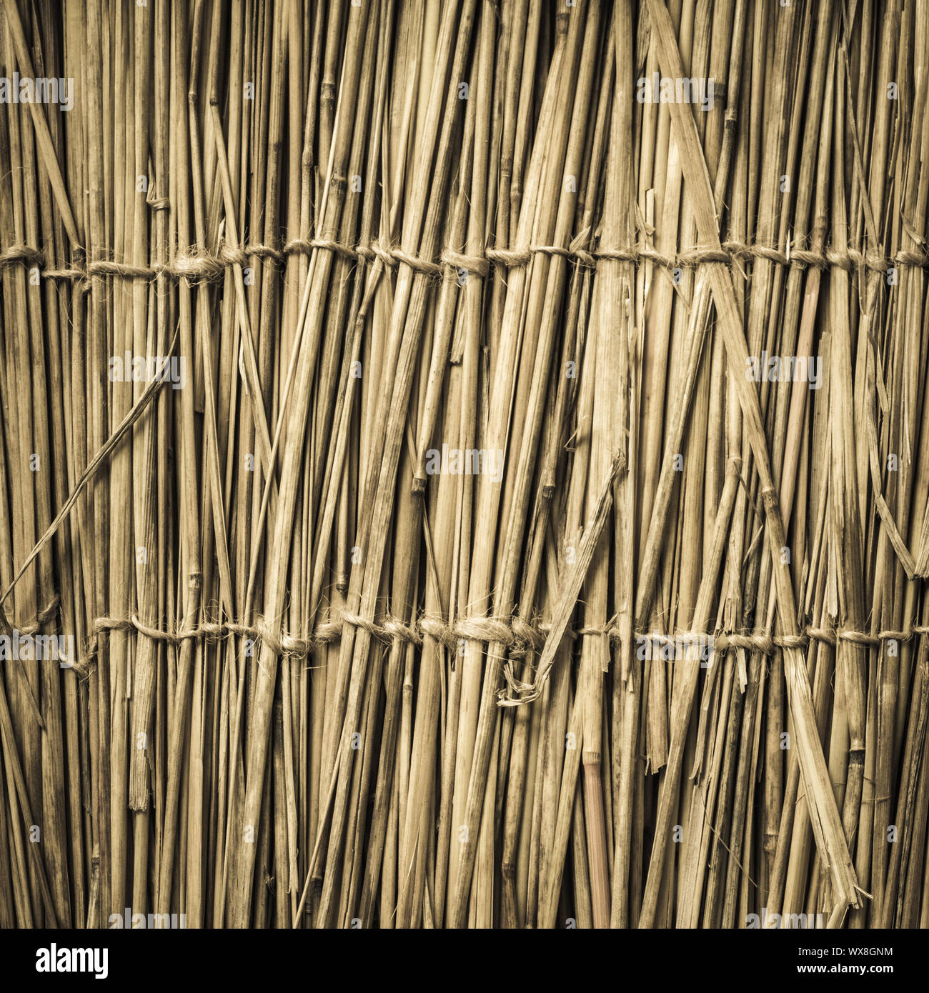 Sehr detaillierte Bambus Hintergrund. Perfekte natürliche Textur. Stockfoto