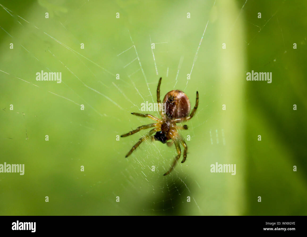 Spider auf einer Anlage Stockfoto