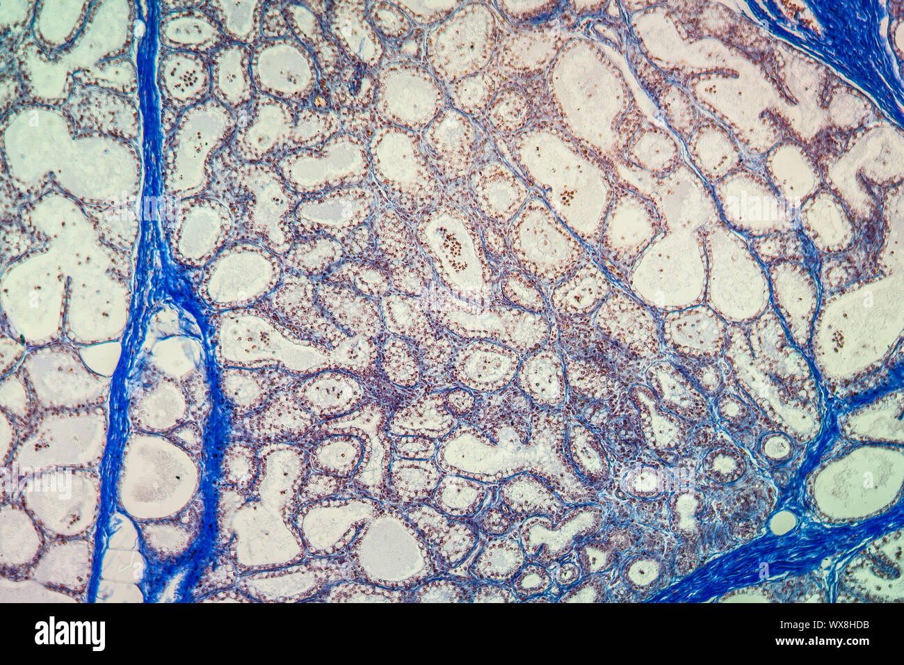 Vieh brustdrüsengewebes unter dem Mikroskop 100x Stockfoto