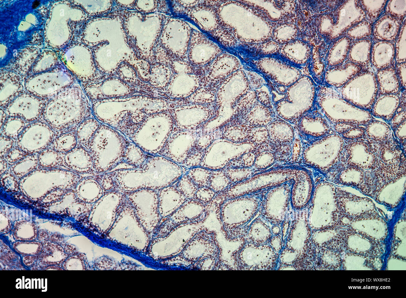 Schwarte Milchdrüse Gewebe unter dem Mikroskop 100x Stockfoto