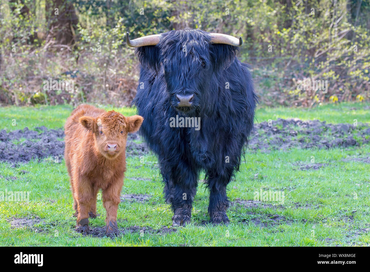 Kuh und Kalb schottischen higlanders zusammen Stockfoto