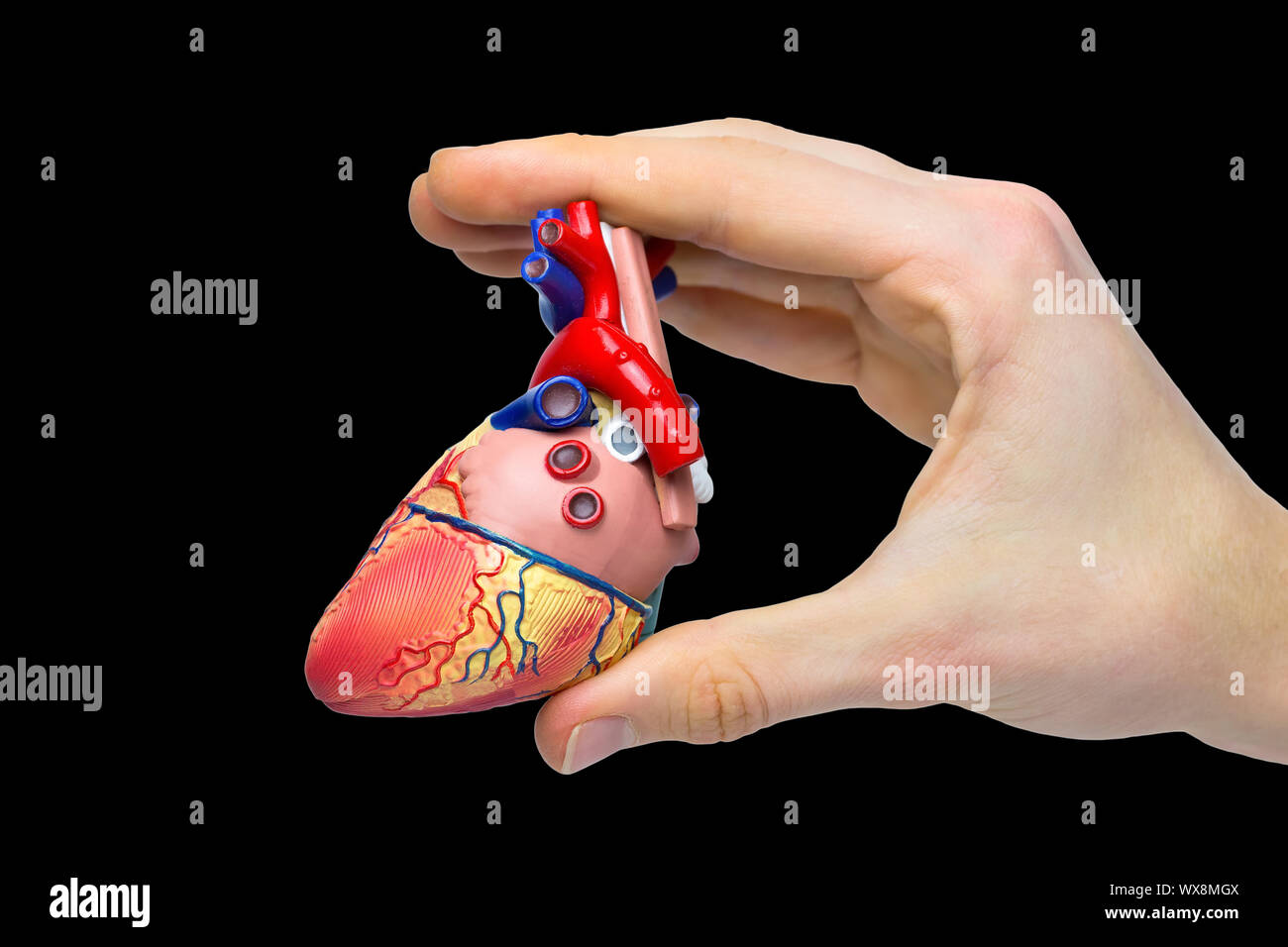 Finger holding Modell menschlichen Herzen auf schwarzem Hintergrund Stockfoto