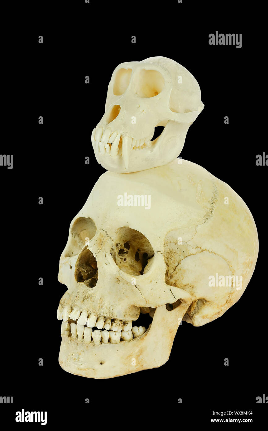 Monkey Schädel mit menschlicher Schädel auf schwarzem Hintergrund Stockfoto