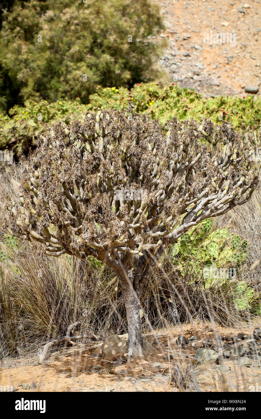 Blume, Detail eines Kaktus Stockfoto