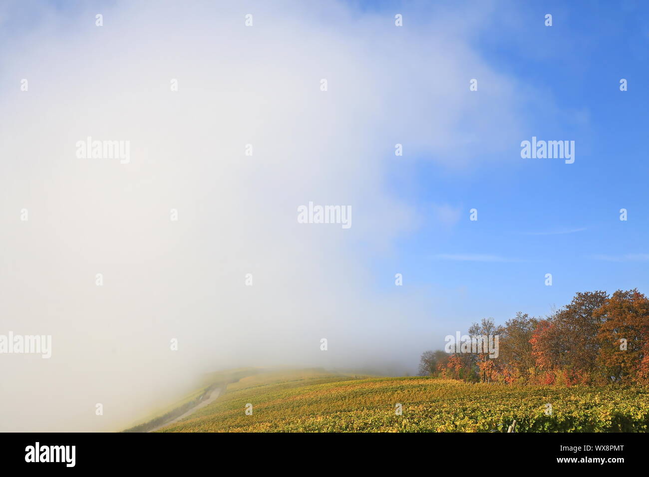 Volkach ist ein Weinbaugebiet in Bayern Stockfoto