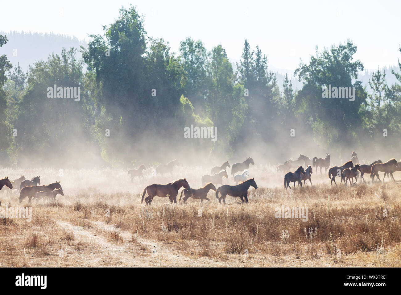 Pferd Stockfoto