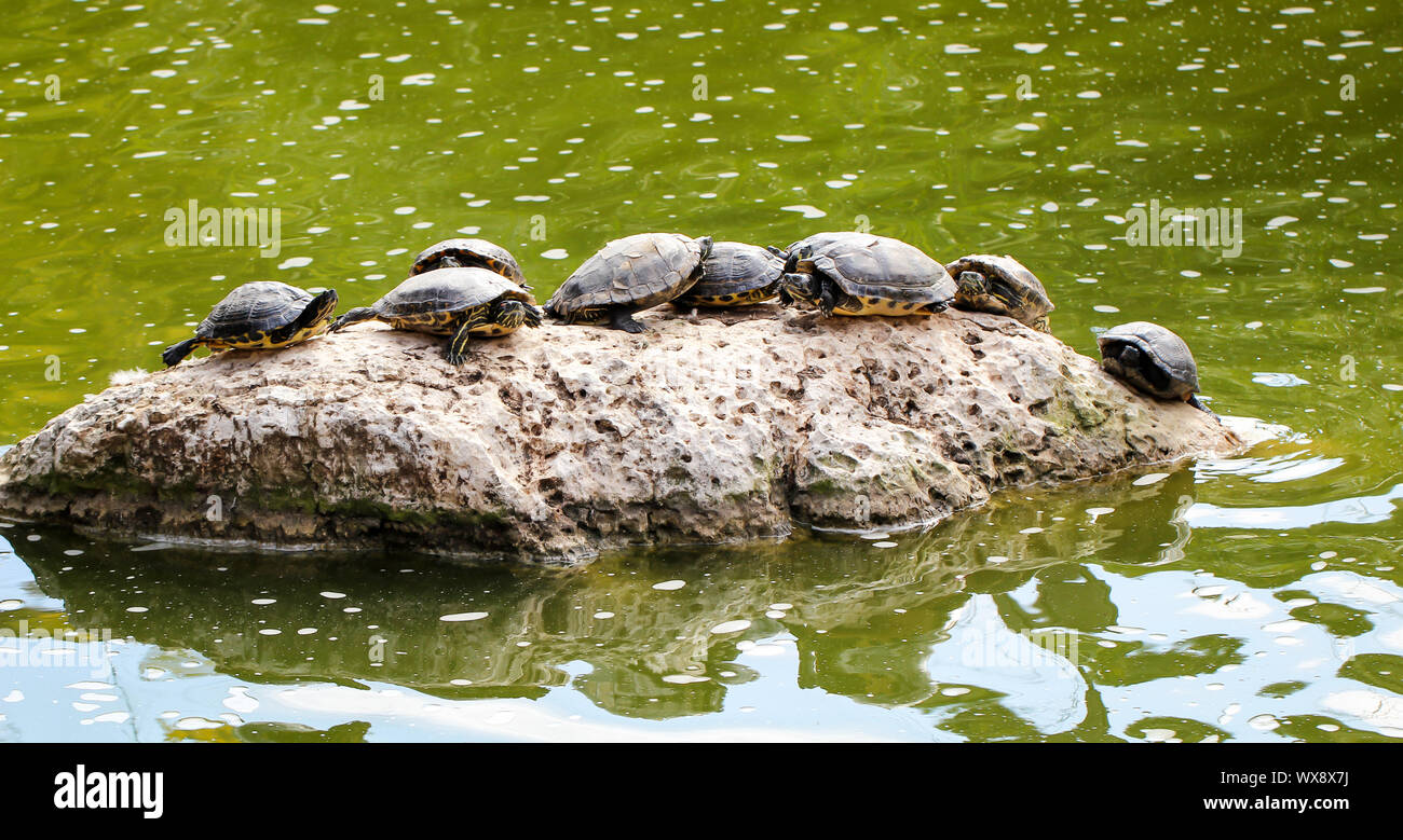 Schildkröte auf einem Felsen Stockfoto