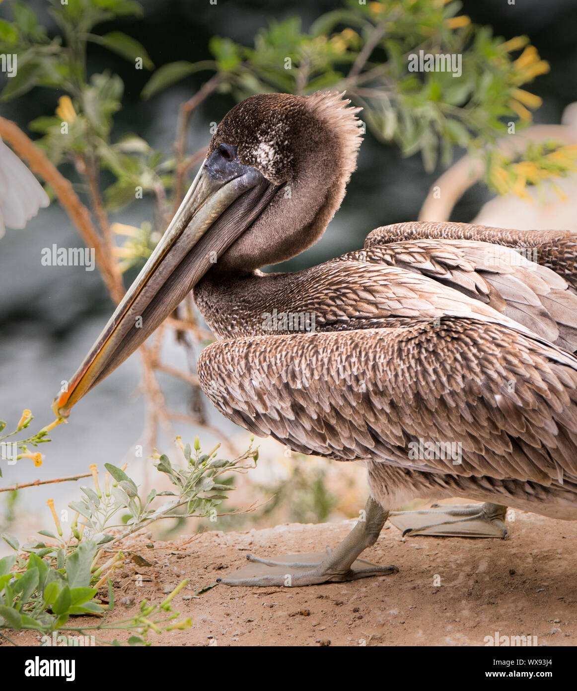 Brown pelican auf den Klippen in La Jolla, Kalifornien Nahaufnahme gehockt Stockfoto