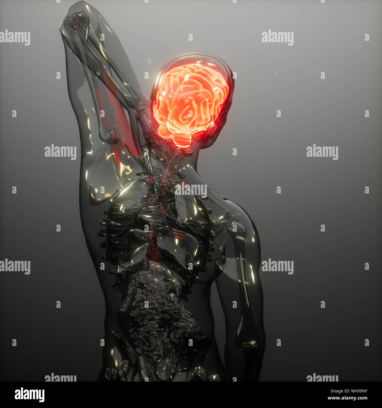 Menschliche Gehirn Radiologie Prüfung Stockfoto