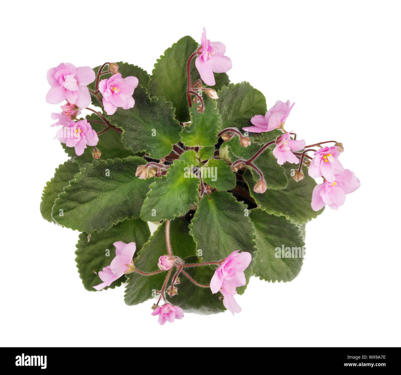 Indoor Frühling rosa Veilchen blumen Bush isoliert Stockfoto