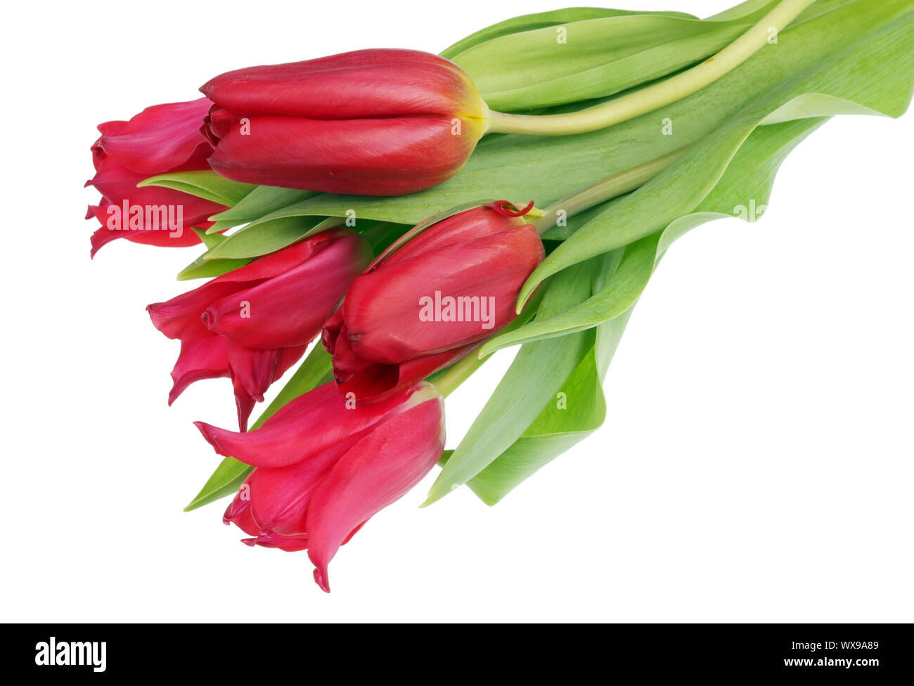 Fünf echten roten Terry Frühling Tulpen Blumen isoliert Stockfoto