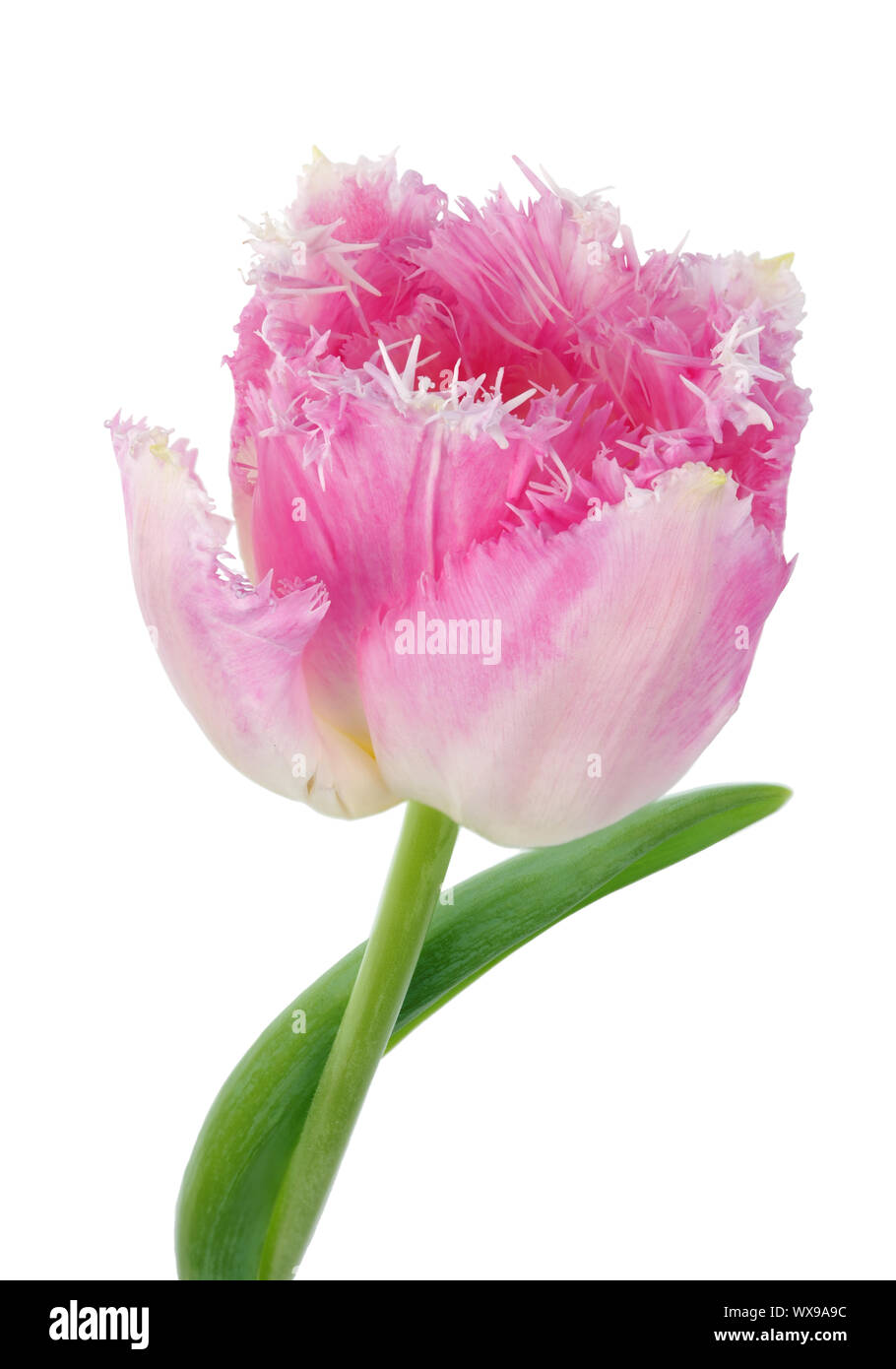 Eine reale Rosa terry Frühling Tulpen Blumen Kopf isoliert Makro Stockfoto