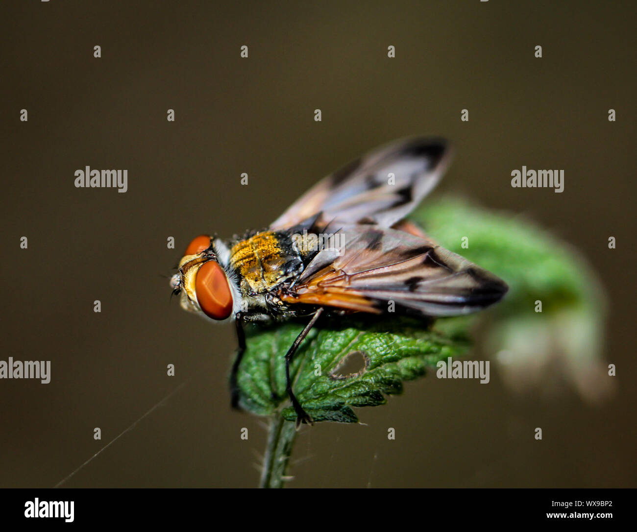 Makro einer Fliege Stockfoto