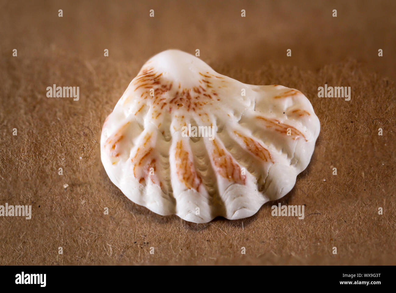 Detail einer Shell, Reste einer Shell Stockfoto