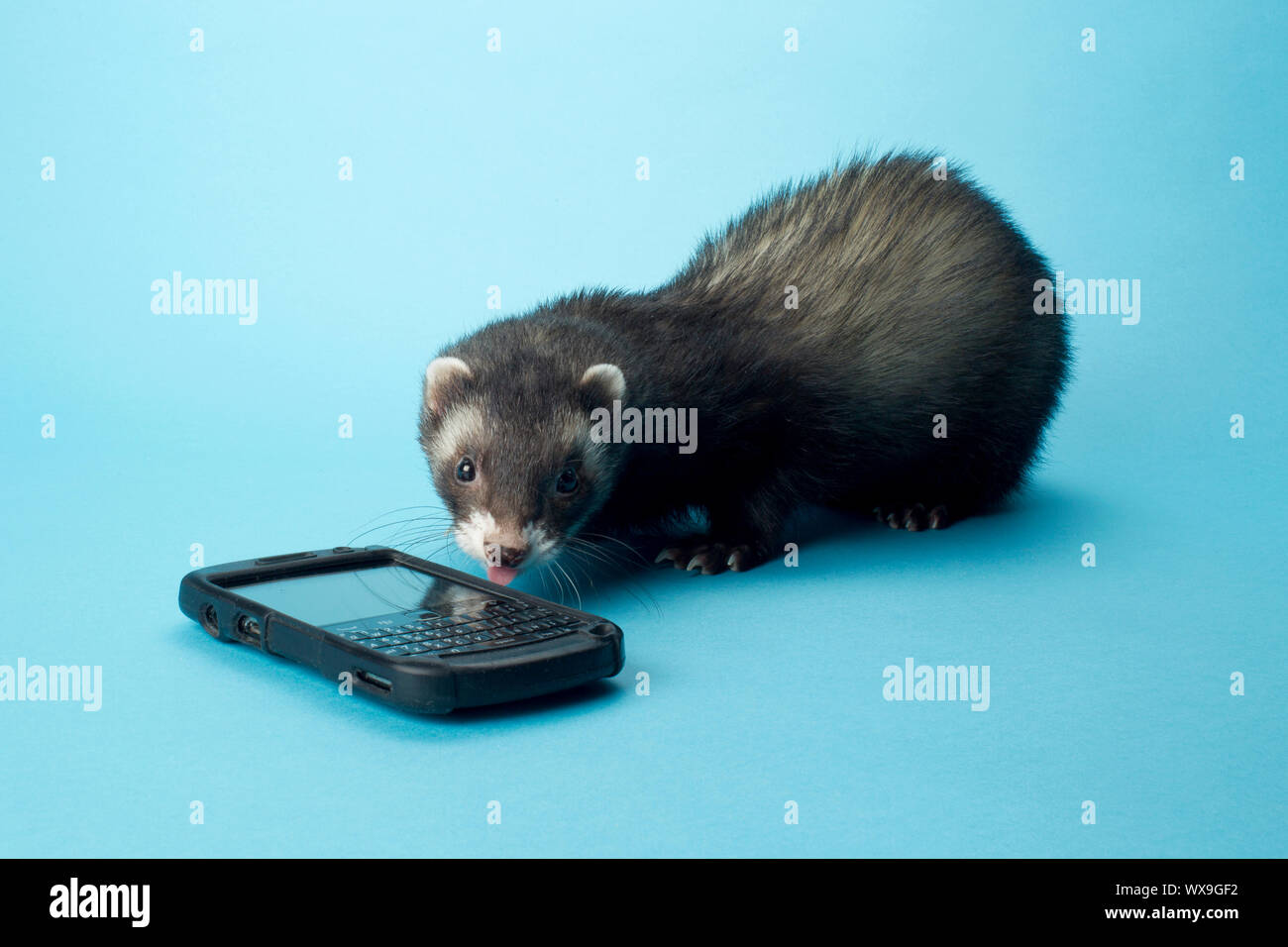 Schließen Sie herauf Bild mit Handy vor blauem Hintergrund Frettchen Stockfoto