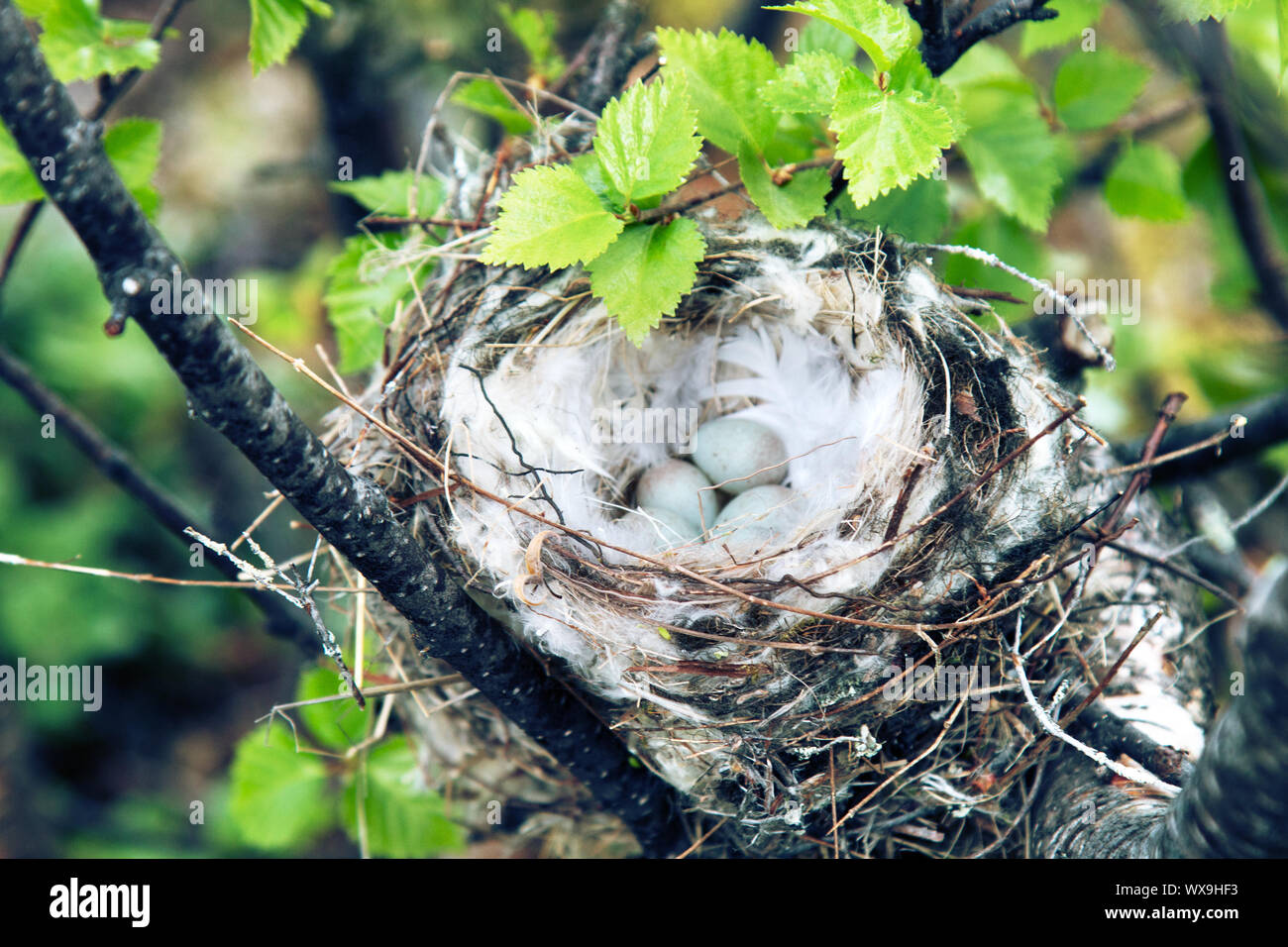 Gemütliche Arktis redpoll (Acanthis hornemanni) Nest Stockfoto