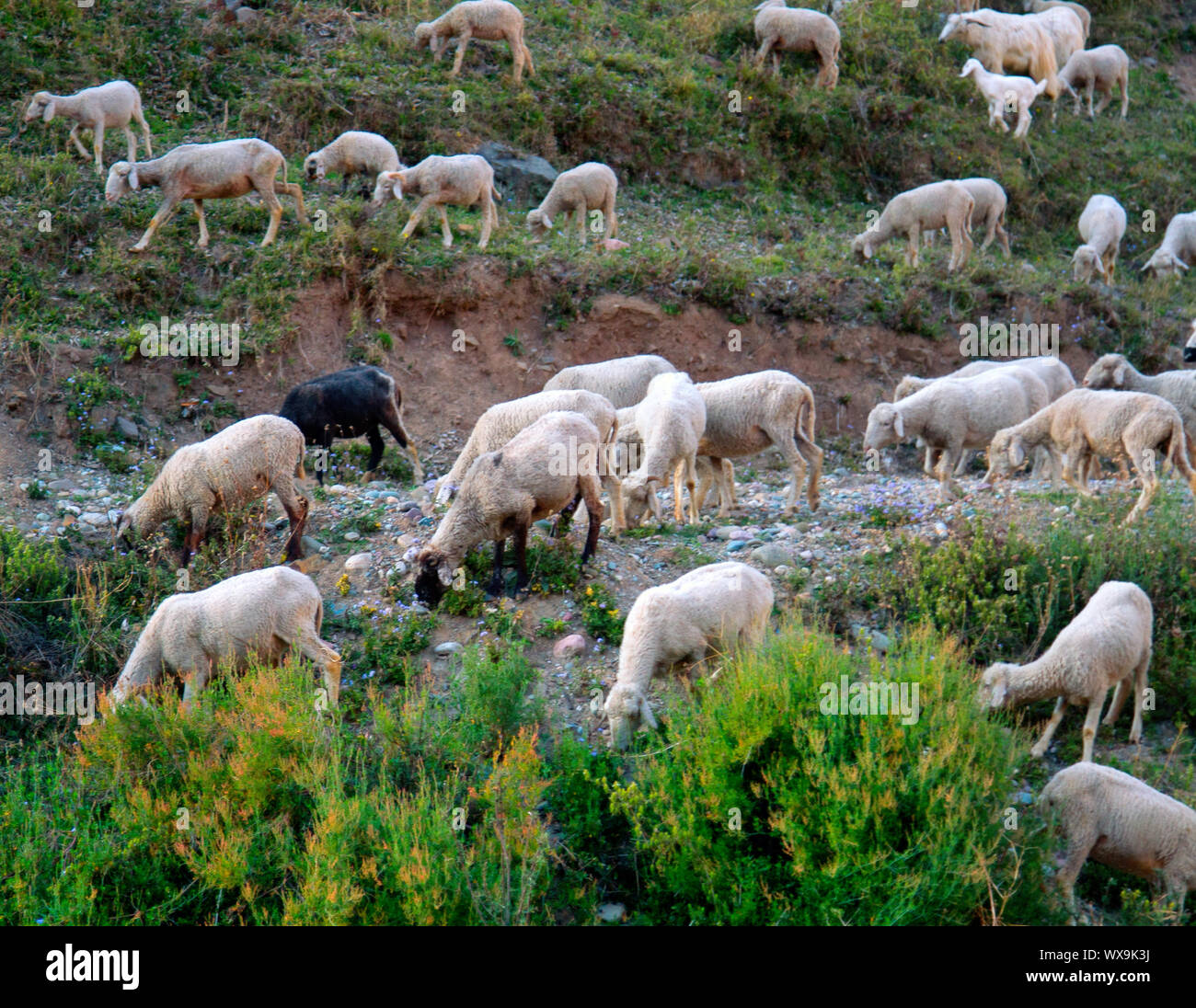 Weidende Schafe und Ziege in Tälern von Pre-Himalayas Stockfoto