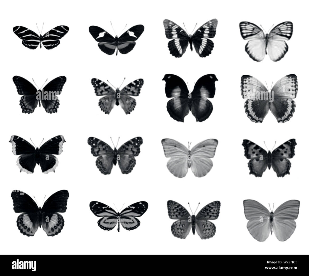 Eingestellt von: butterfly Design isoliert auf weißem Stockfoto