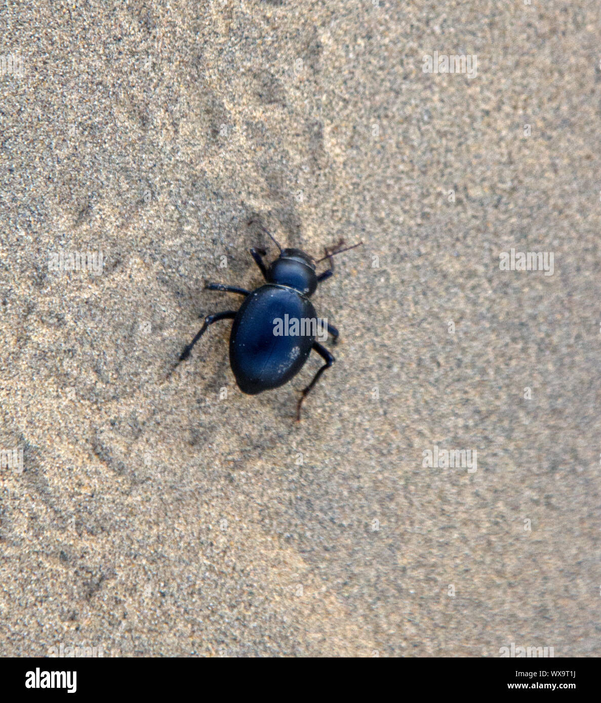 Schwarze Käfer (darkling Käfer, Blaps) durchstreifen Sands Stockfoto