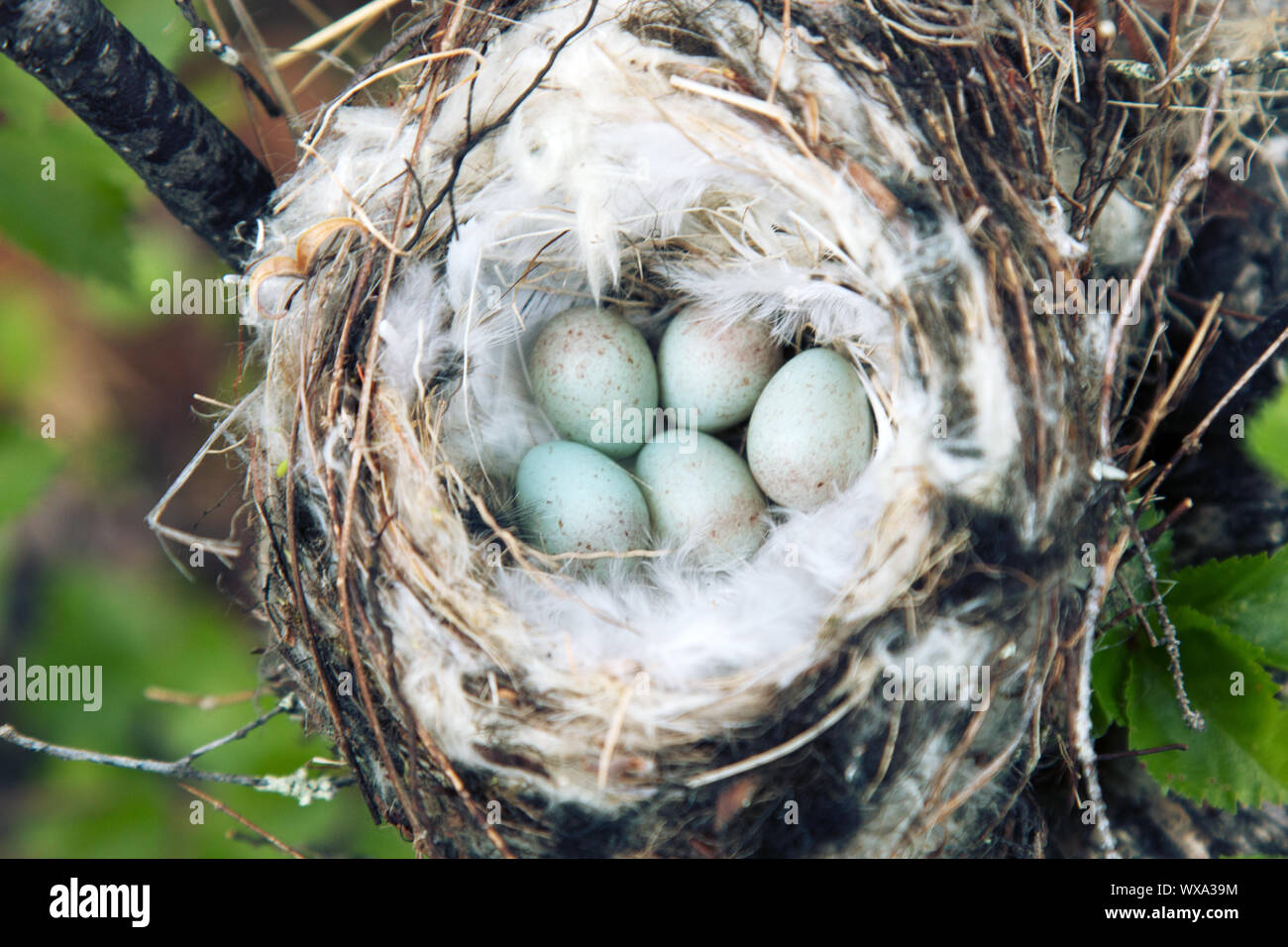 Gemütliche Arktis redpoll (Acanthis hornemanni) Nest Stockfoto