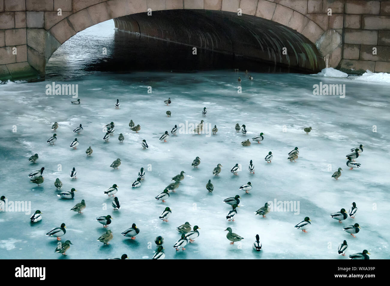 Große Ansammlung von Enten im Winter auf dem Eis der Behälter. Stockfoto