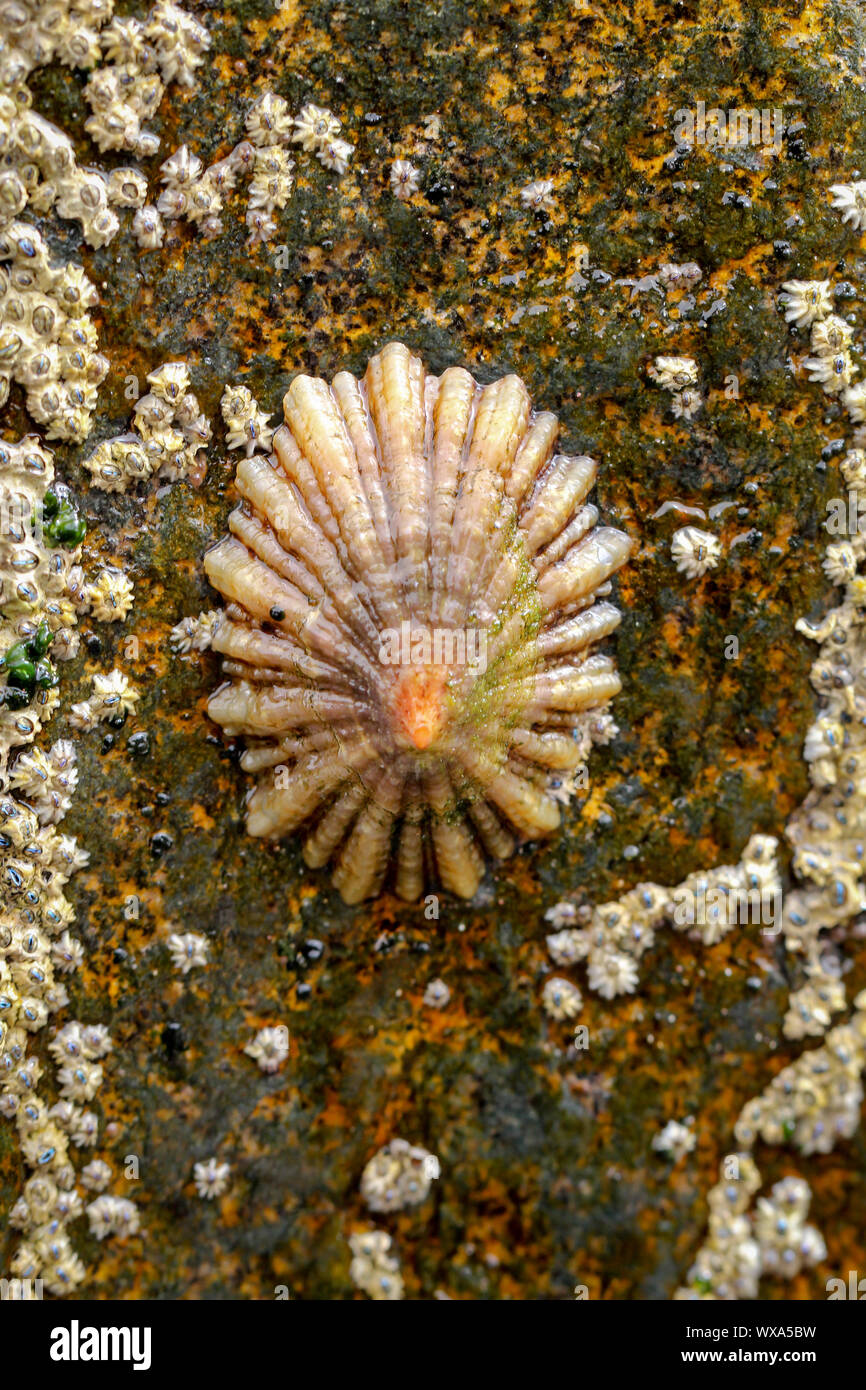 Seepocken auf einem Felsen im Meer Stockfoto