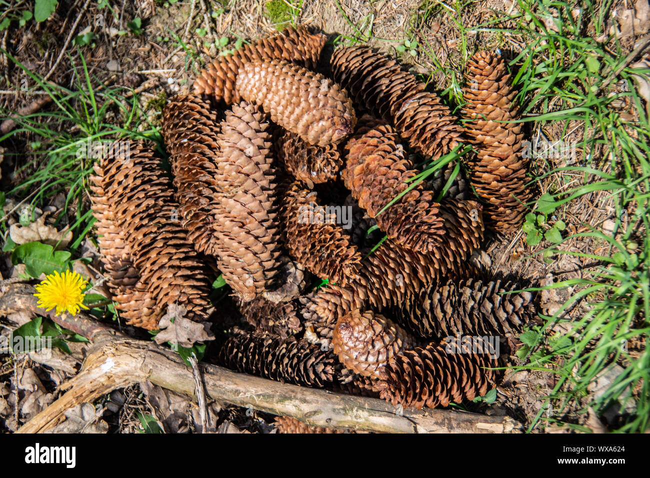 Tannenzapfen auf dem Waldboden Stockfoto
