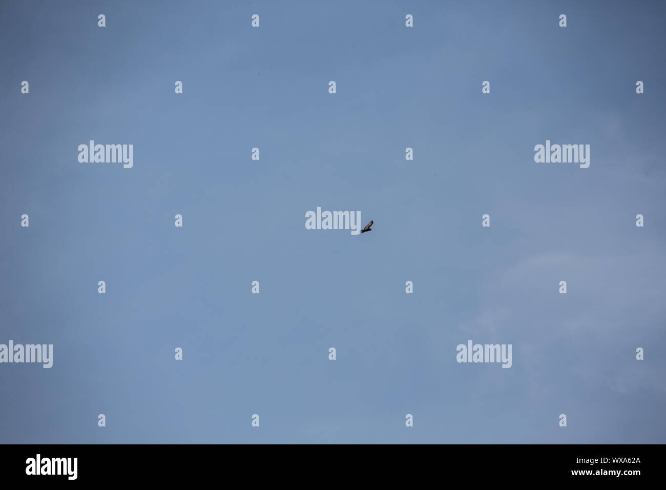 Greifvogel Kreisen in den wolkenlosen Himmel Stockfoto