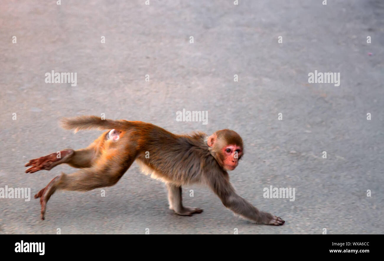 Rhesusaffen in der Stadt. Indien Stockfoto