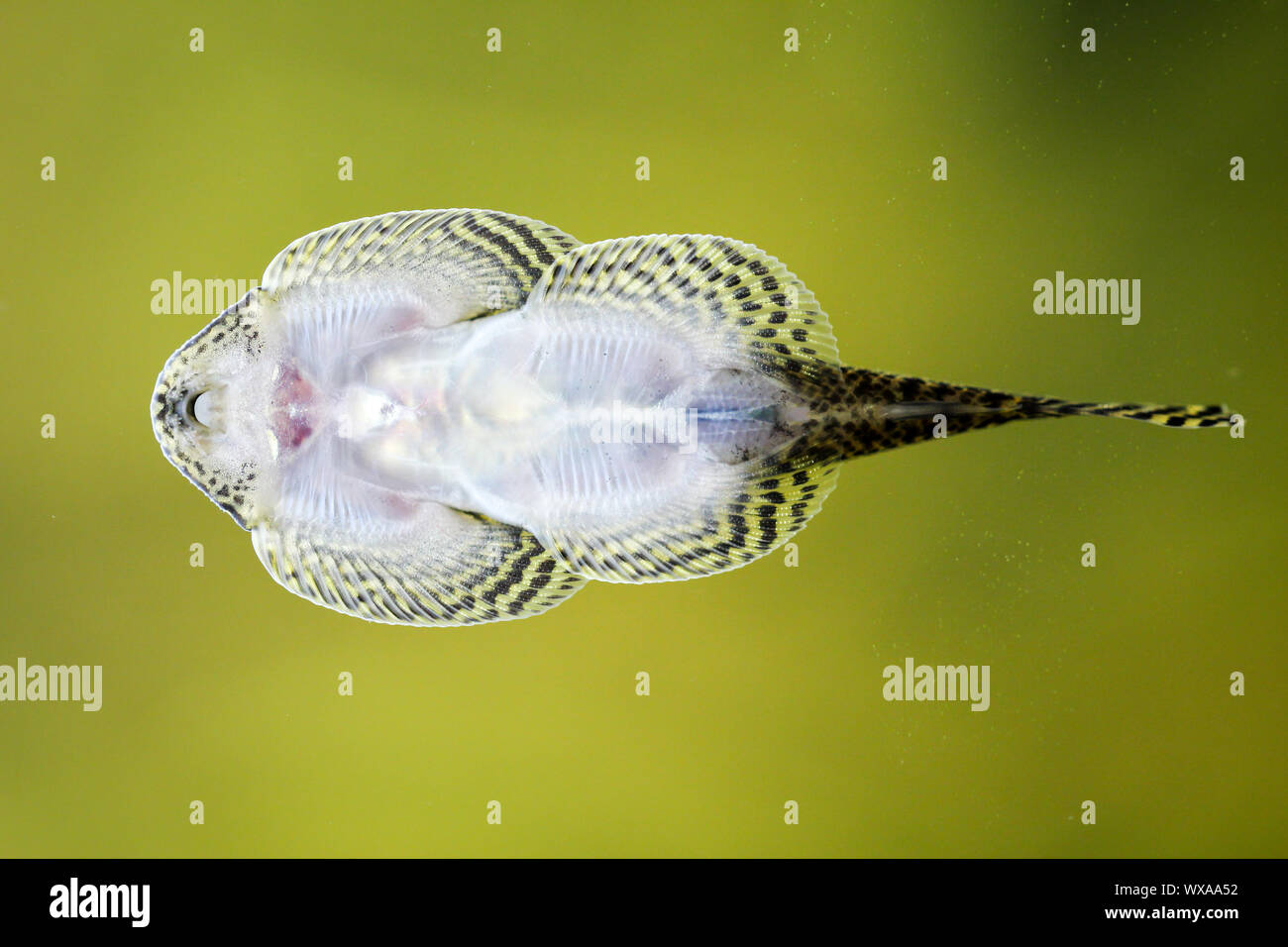 Ein perline Flüssigkeit Sucker, Fisch auf das Aquarium Disc Stockfoto