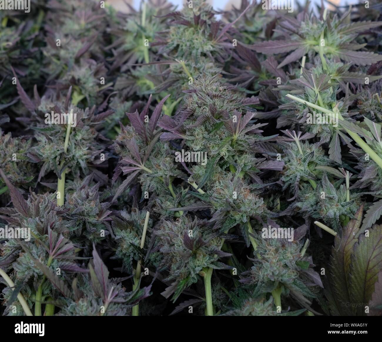 Ein Marihuana Blume aus einer Indica Pflanze in der Kalifornischen Emerald Triangle gewachsen. Stockfoto