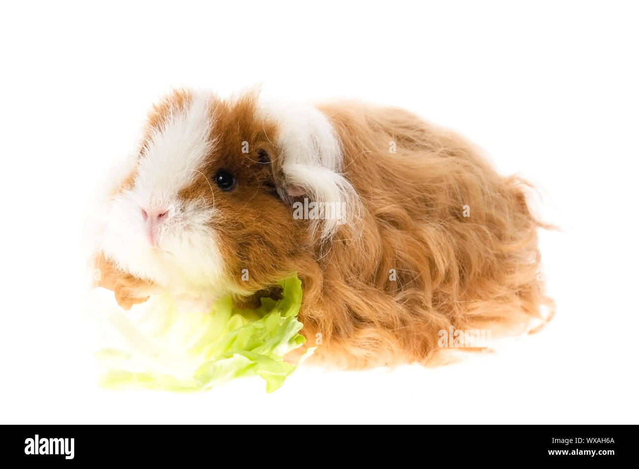 Meerschweinchen auf weißem Hintergrund Stockfoto