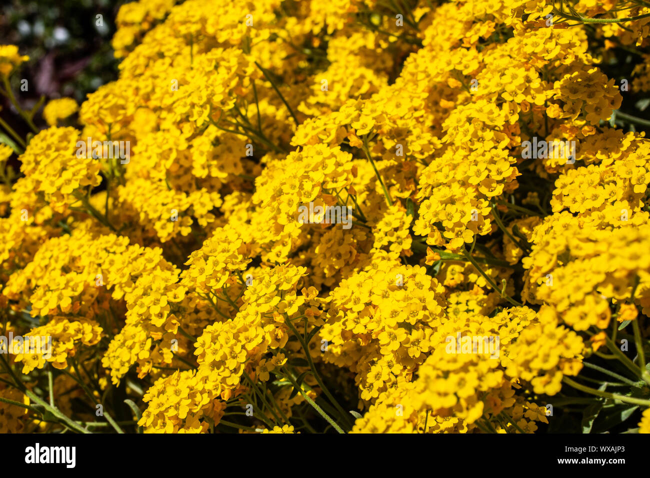 Wildblumen mit gelben Blumen Stockfoto