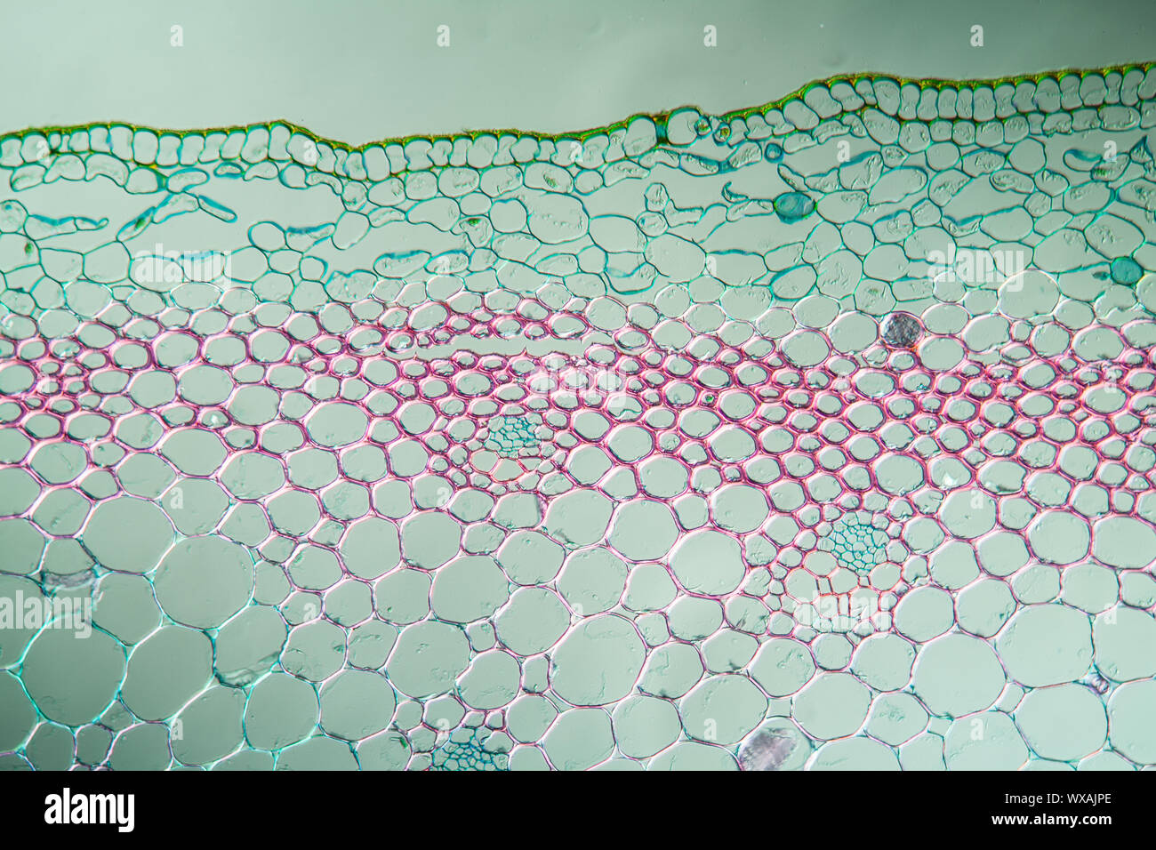 Pflanze Stängel Querschnitt unter dem Mikroskop 100x Stockfoto