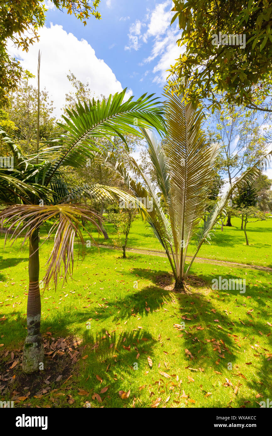 Bogota tropische Vegetation in einem öffentlichen Garten mit Sonnenterrasse Stockfoto