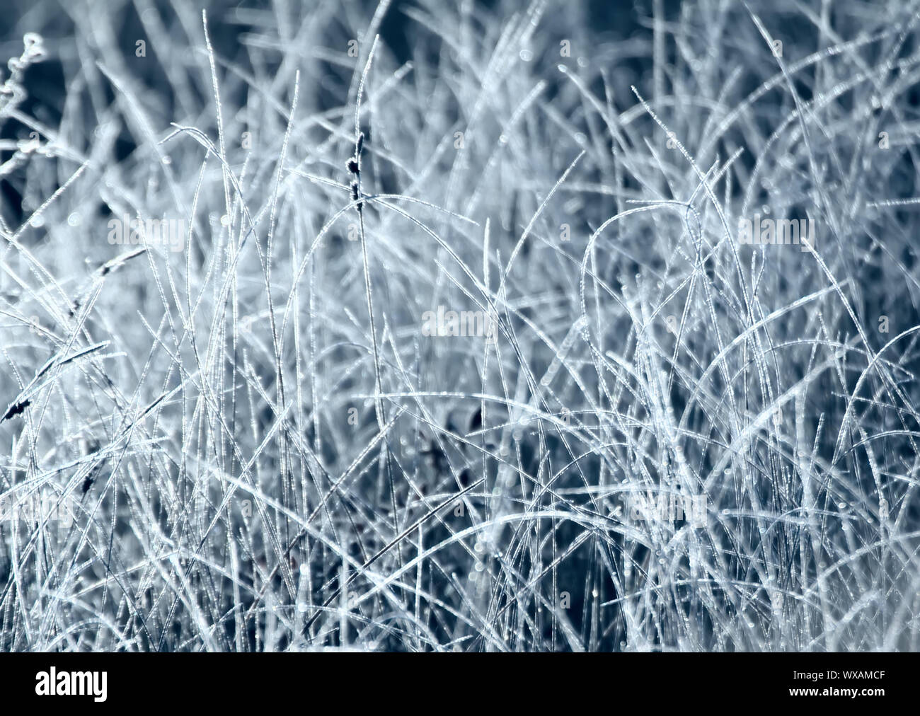 Frostigen Morgen in der Wiese Stockfoto