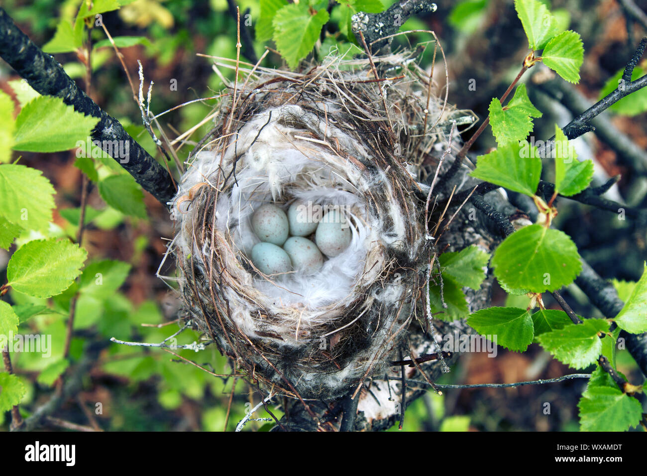 Gemütliche Arktis redpoll (Acanthis hornemanni) Nest Stockfoto