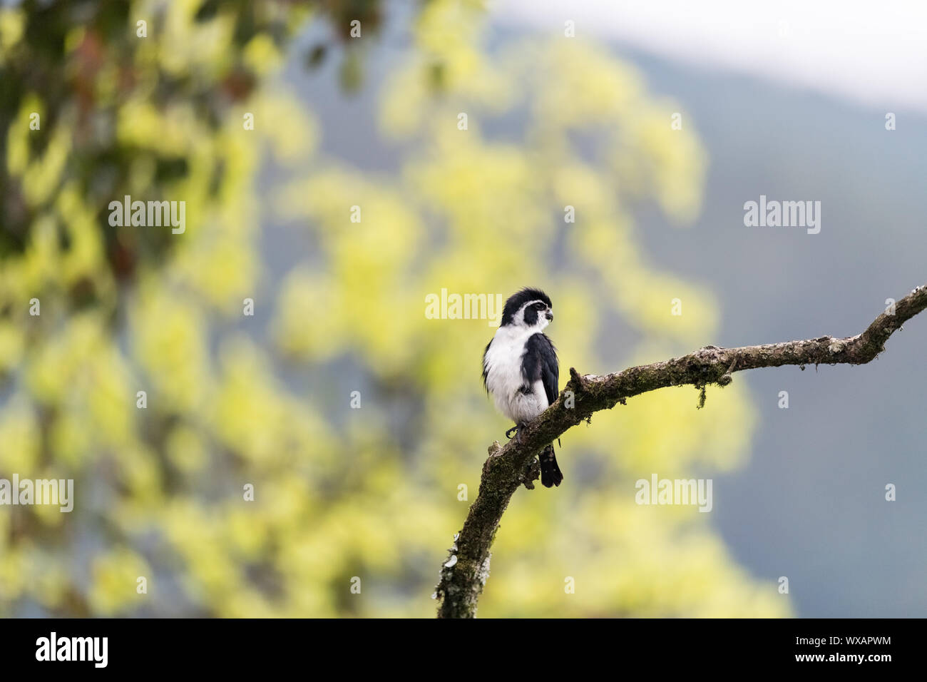 Pied falconet Stockfoto