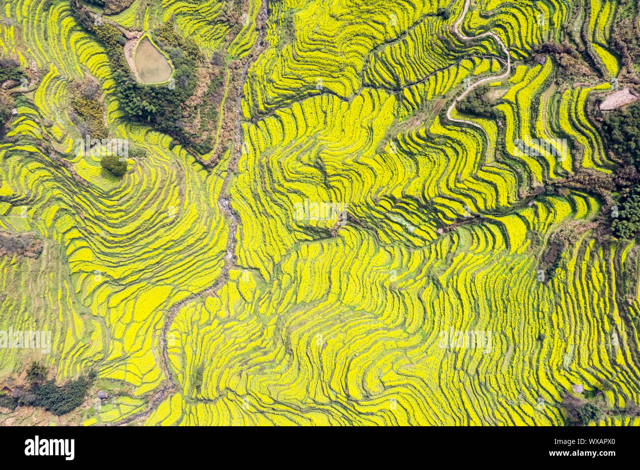 Farbe der terrassenförmig angelegten Feld im Frühling Stockfoto