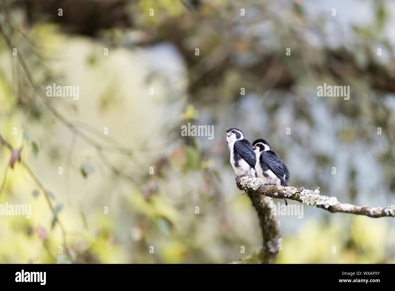 Pied falconet Stockfoto